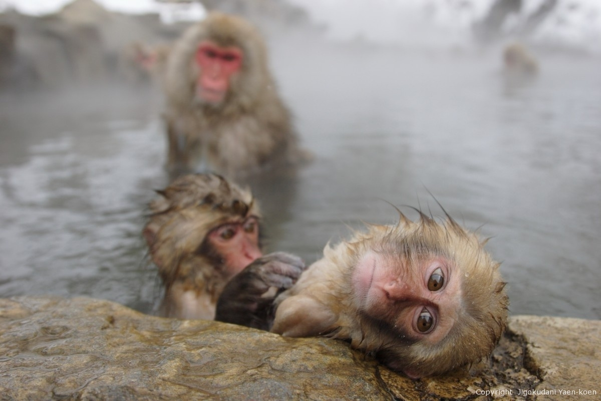 monkey_park.jpg
